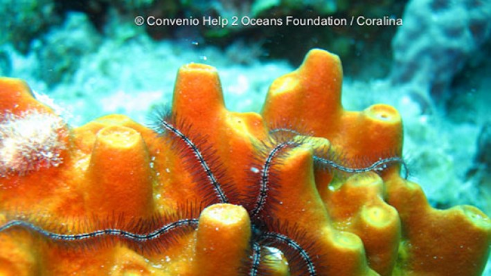 Brittle stars (15)7